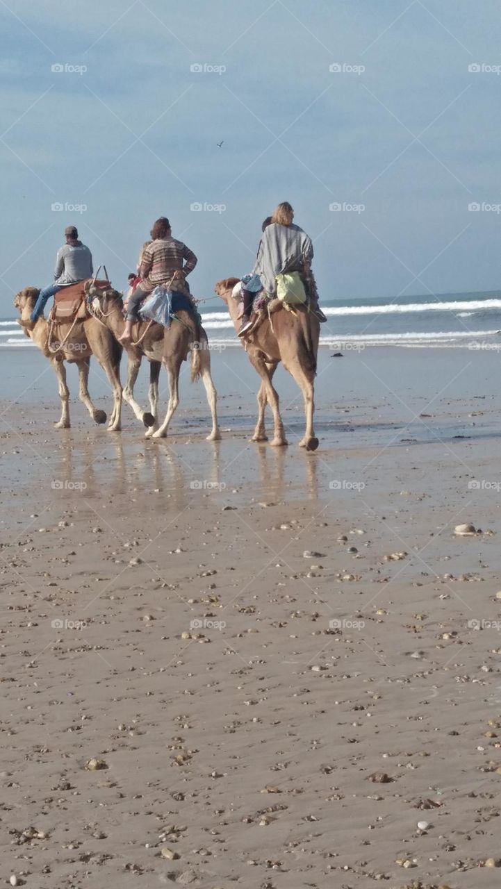 Tour tourists over camels by the sea.