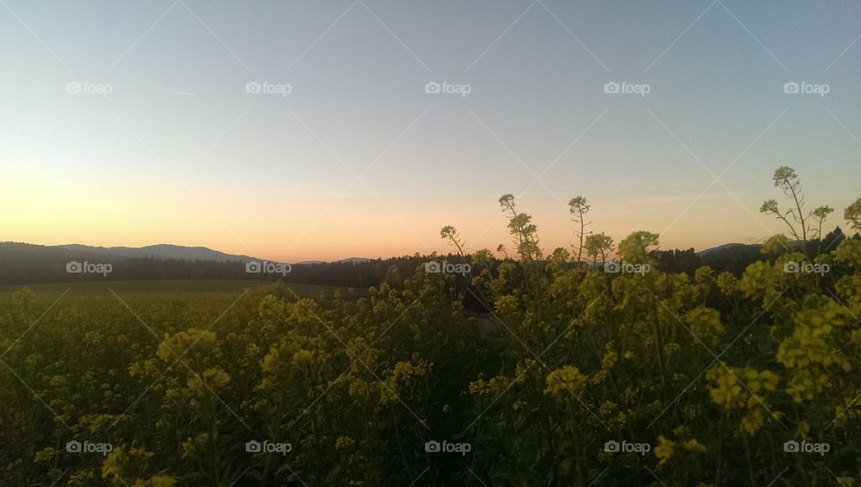 Trees growing on landscape