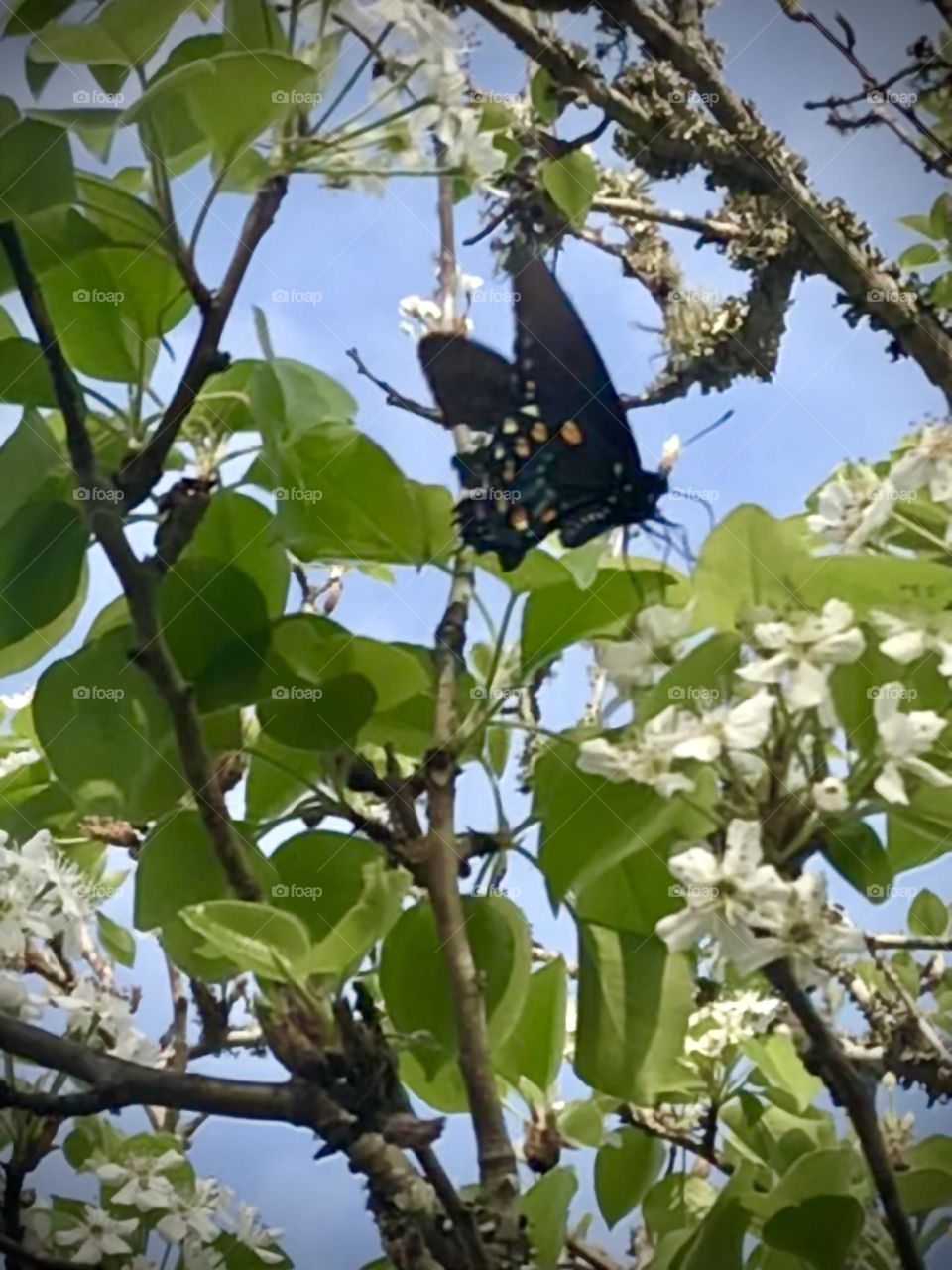 This black butterfly finally came to rest for a hot second and shows his beautiful colors on the one side of his wings!!