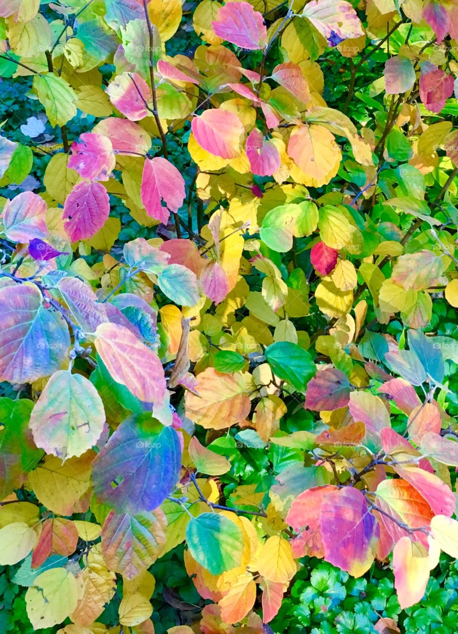 Autumn Leaves 🍁 