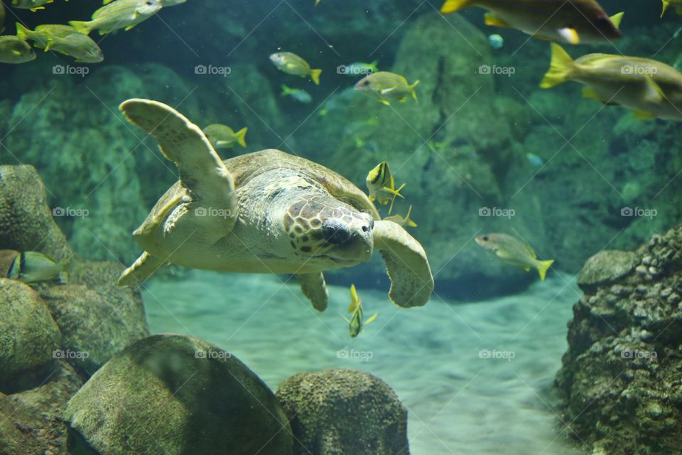 Sea Turtle