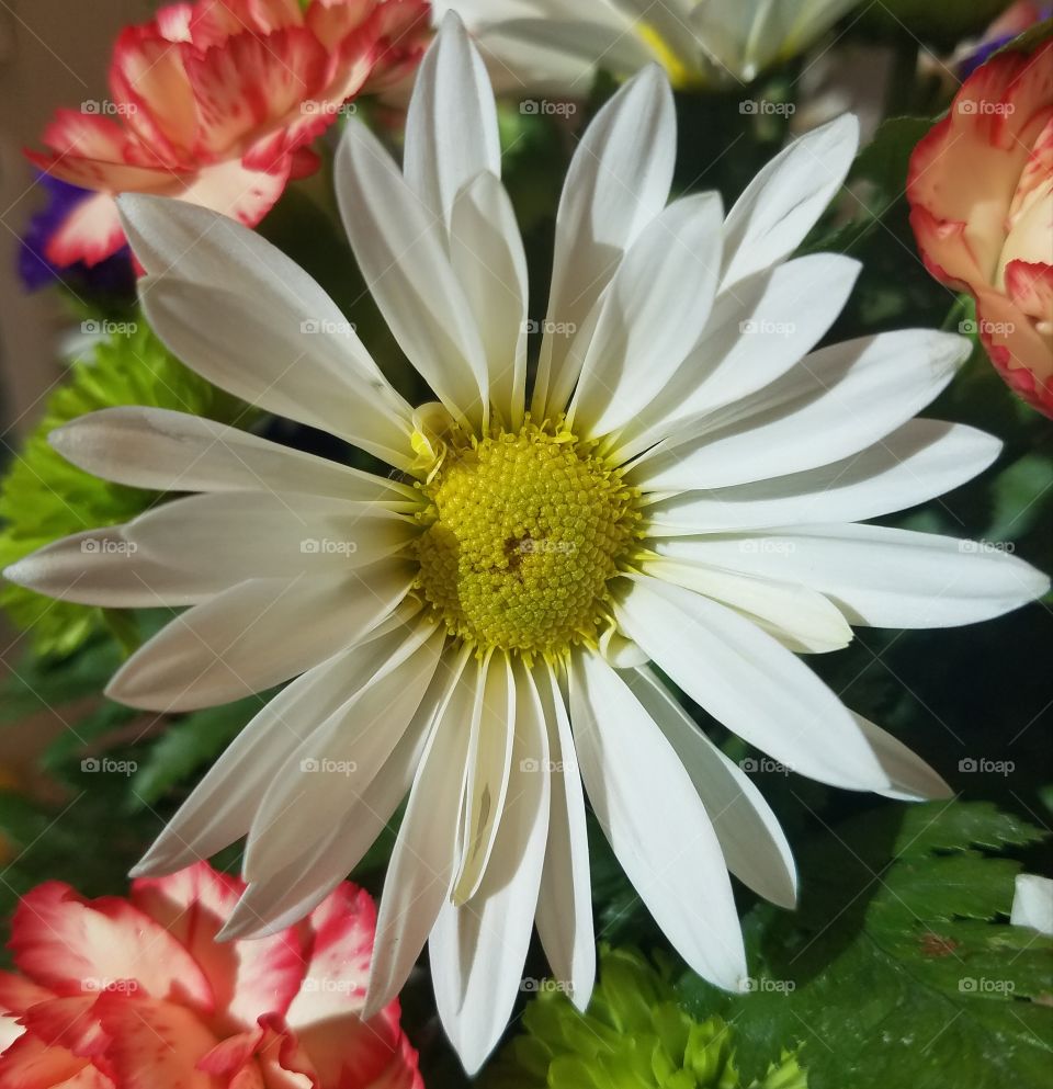 close up of daisy in bloom