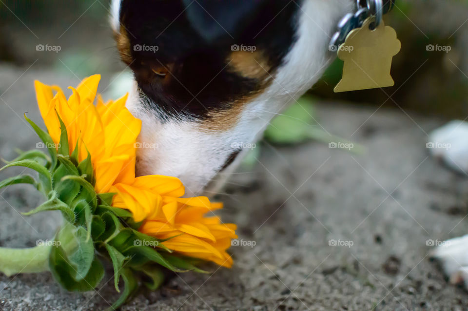 Cute little dog smelling a sunflower breed is Jack Russell Terrier conceptual healthy pets and animalTraining and behavior photography 