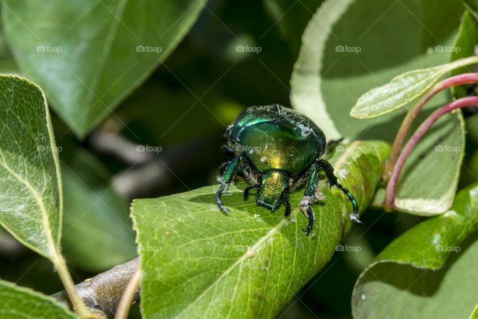 Green beetle (Cetonia aurata).