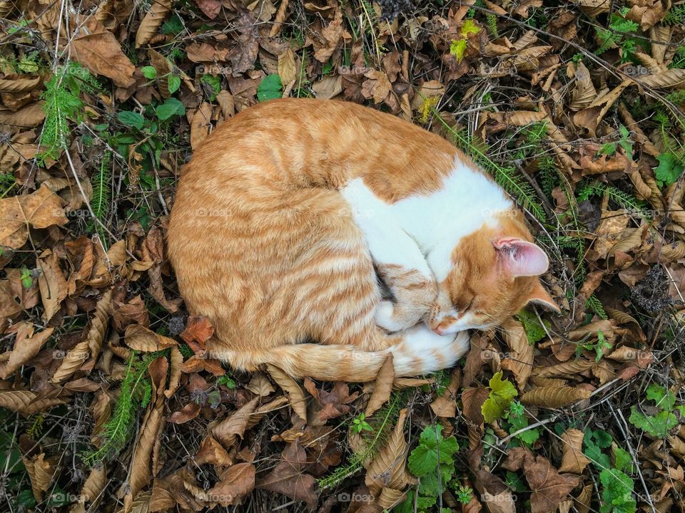 Ginger cat sleeping on autumn brown leaves