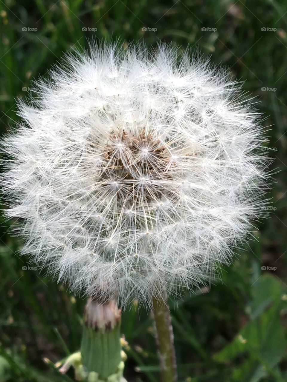 Dandelion gone to seed
