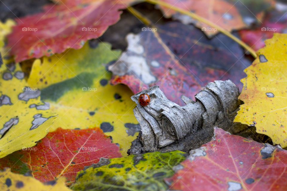 A ladybug in the autumn forest, close up, autumn leaves, colorful nature