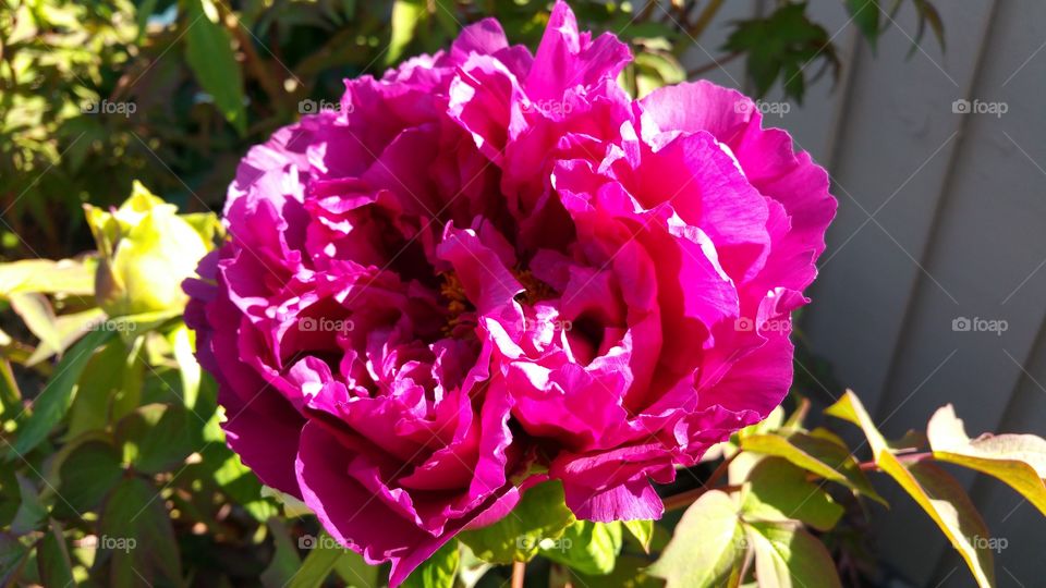 bloom . my yard is amazing 