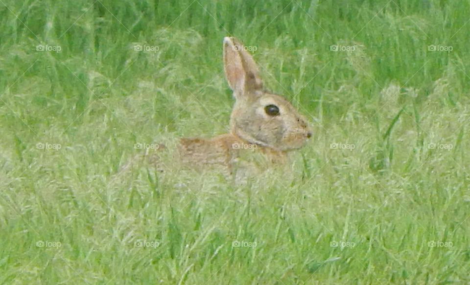 A wild rabbit sitting in a grassy field.