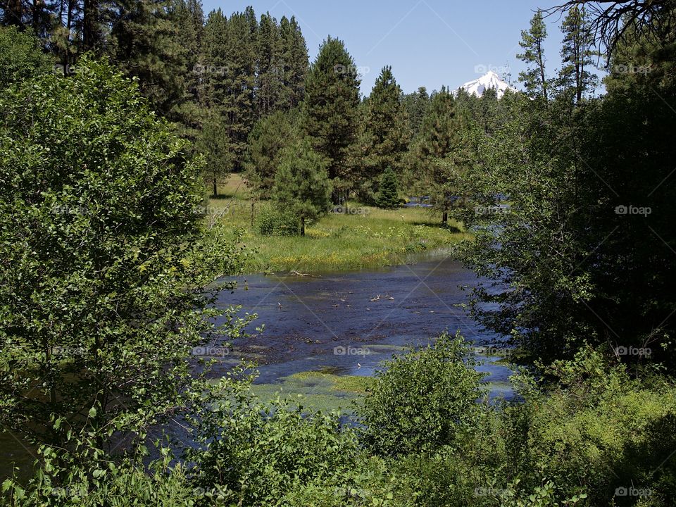 The Metolius River in Central Oregon rushes along its ponderosa pine tree and bush covered river banks with Mt. Jefferson in the background on beautiful sunny summer day. 