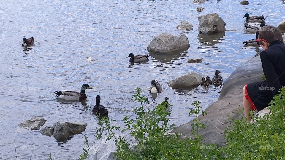 A Lake in Utah with Mommy and Baby Ducks ©️ Copyright CM Photography