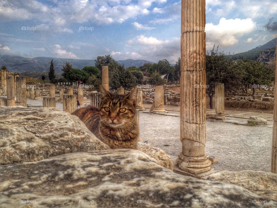 Ephesus Kusadasi cat