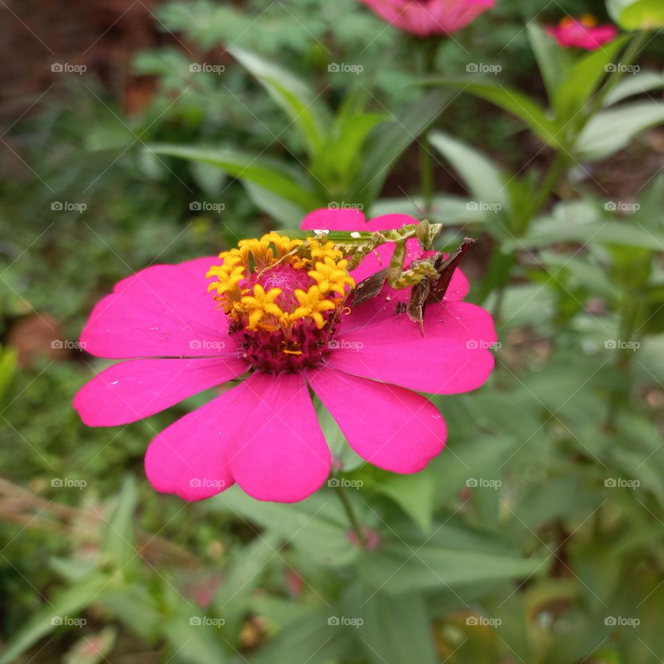 Zinia flowers that are blooming on the praying mantis