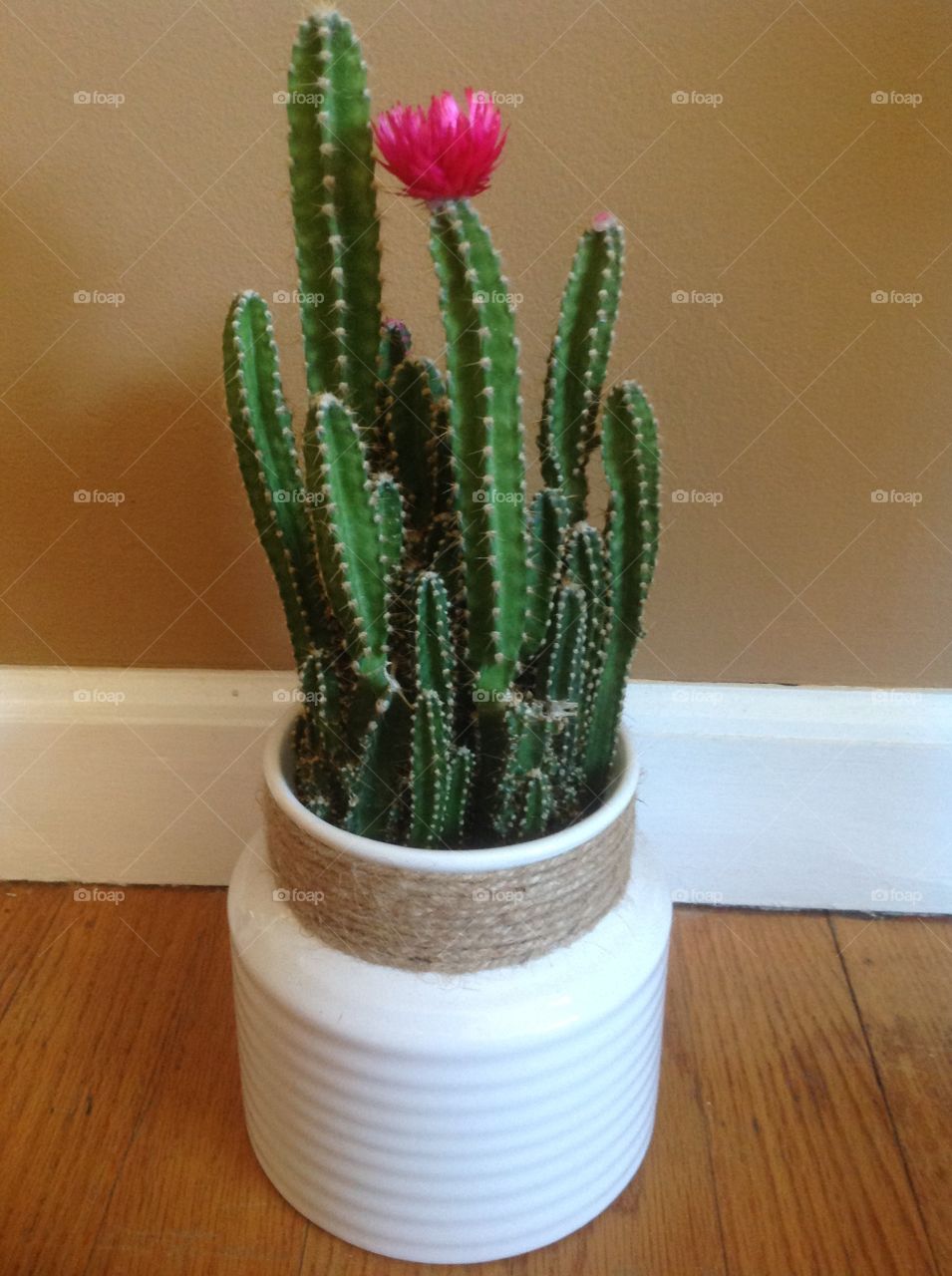 Pink flower on cactus at home