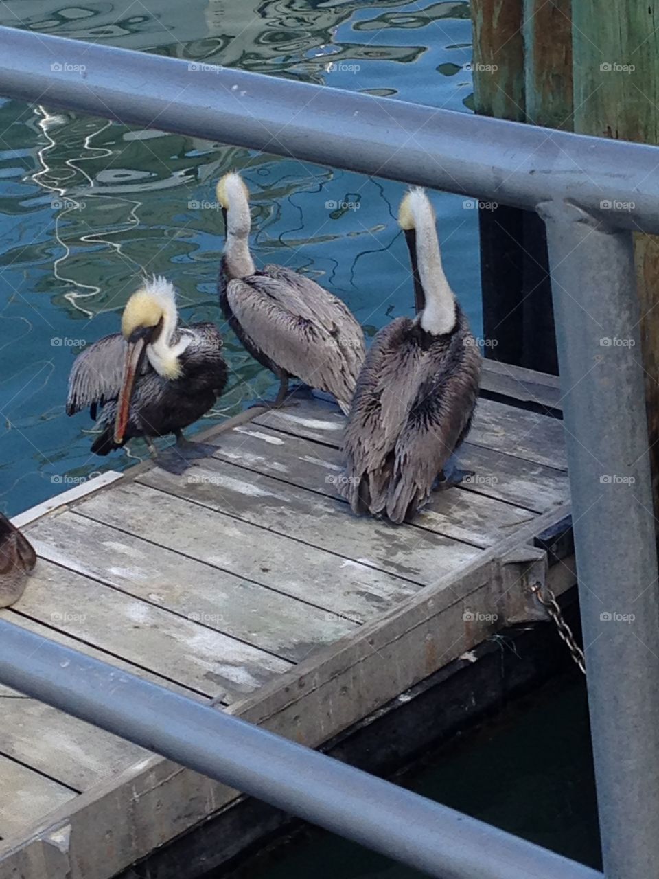 Pelican gathering