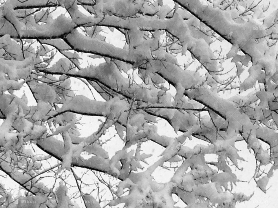 Snow branch. 