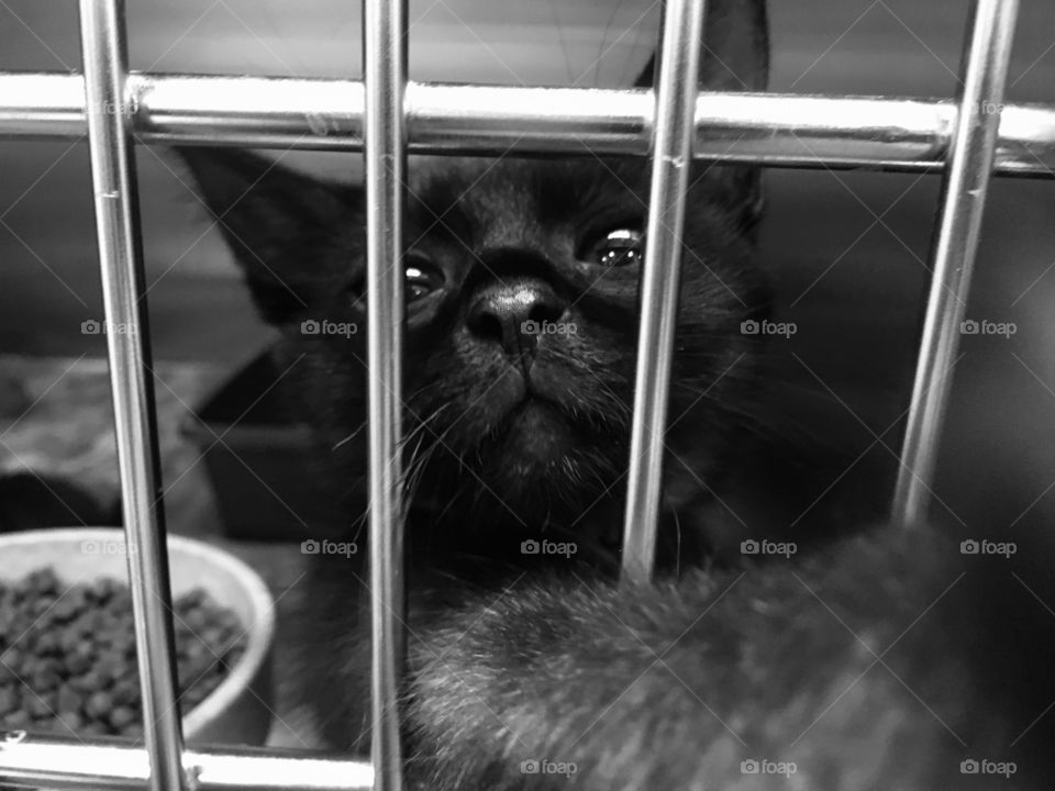 Cat for adoption at PetSmart 