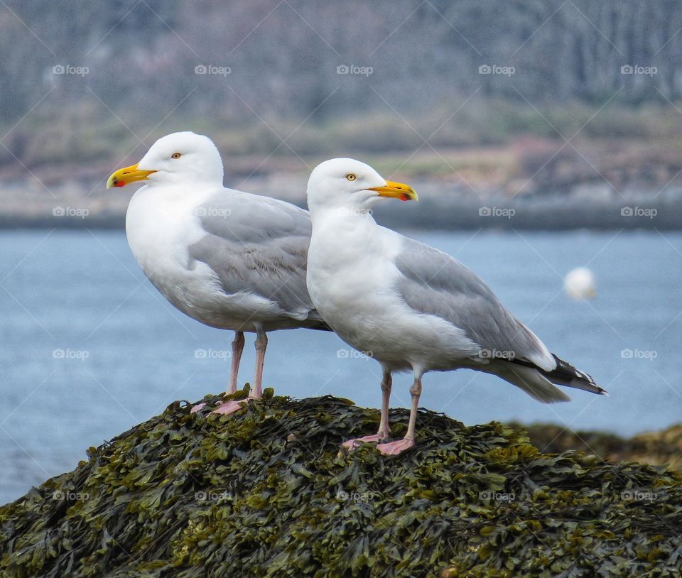 Seagulls Maine