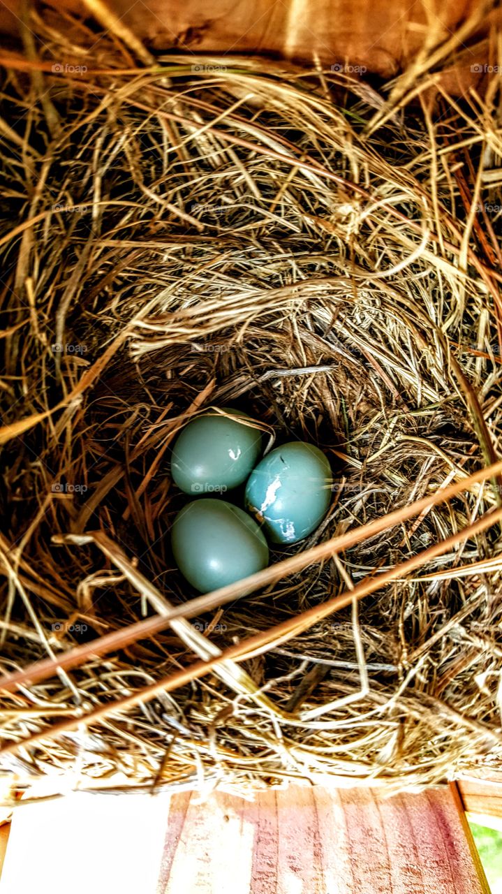 Blue Bird eggs