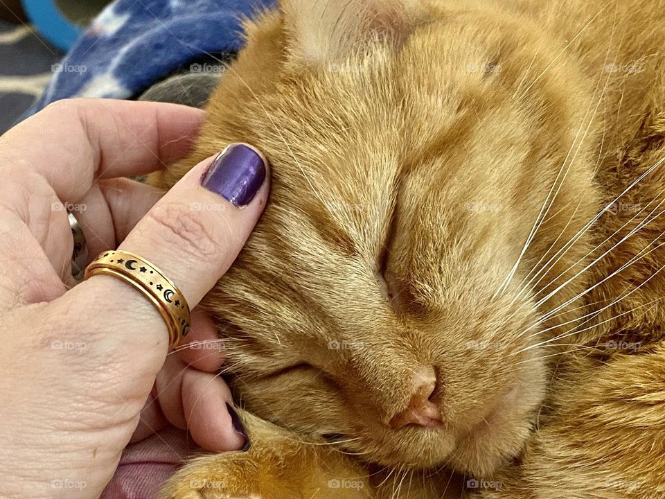 An orange tabby cat enjoying having her head petted