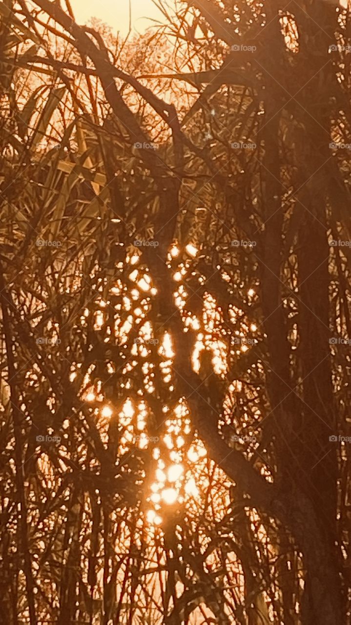 I knew that the super clear sky wasn’t going to produce a gorgeous sunset. No clouds so I went to the Sun for this Pic where the sunlight and windy water waves produced sparkles shining through the Cat Tail grasses. 