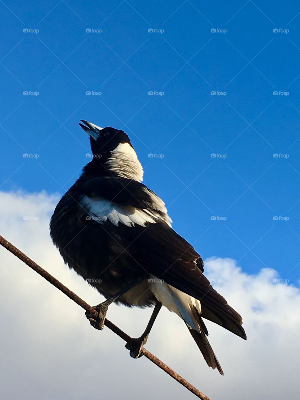 Magpie on a wire