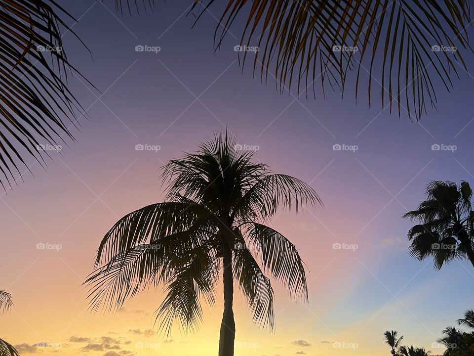 Palmtree by sunset 