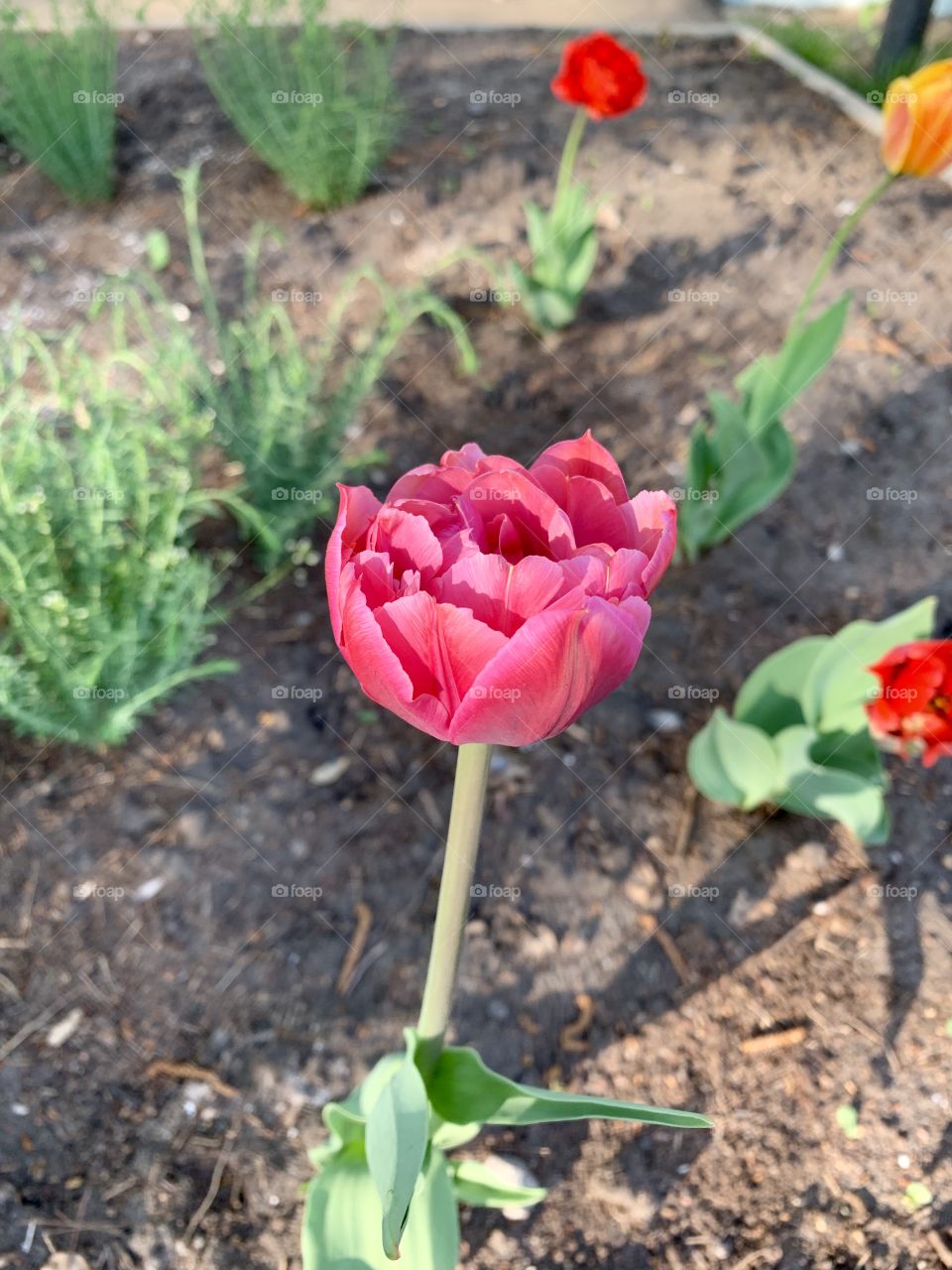Tulip