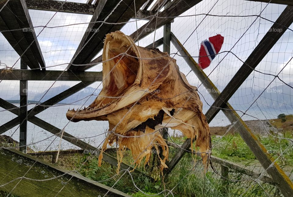 Norwegian nature,  Uløya