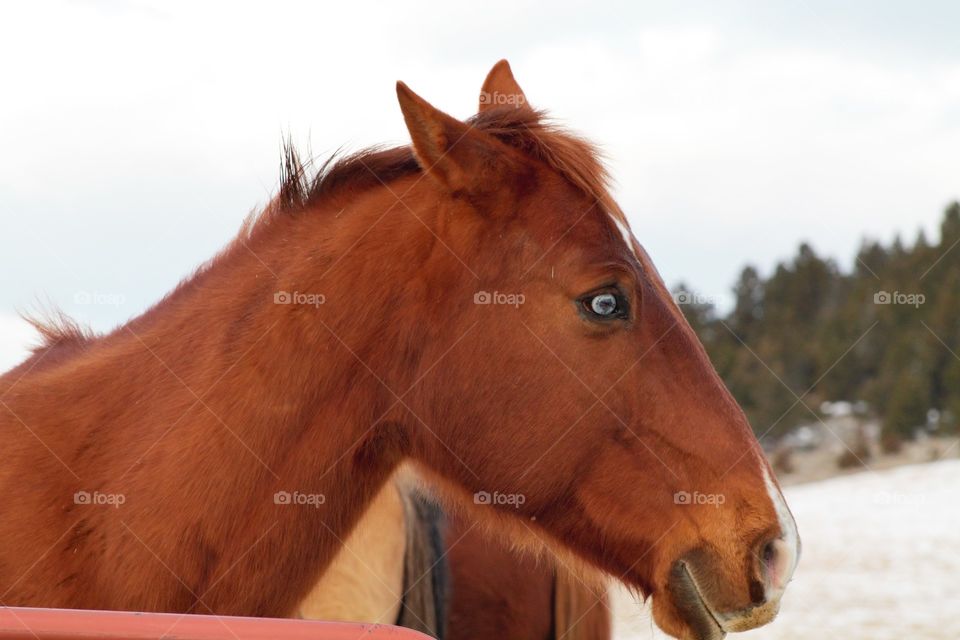 horse