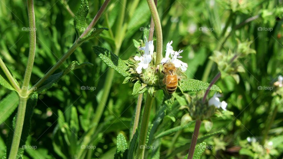 Working bee