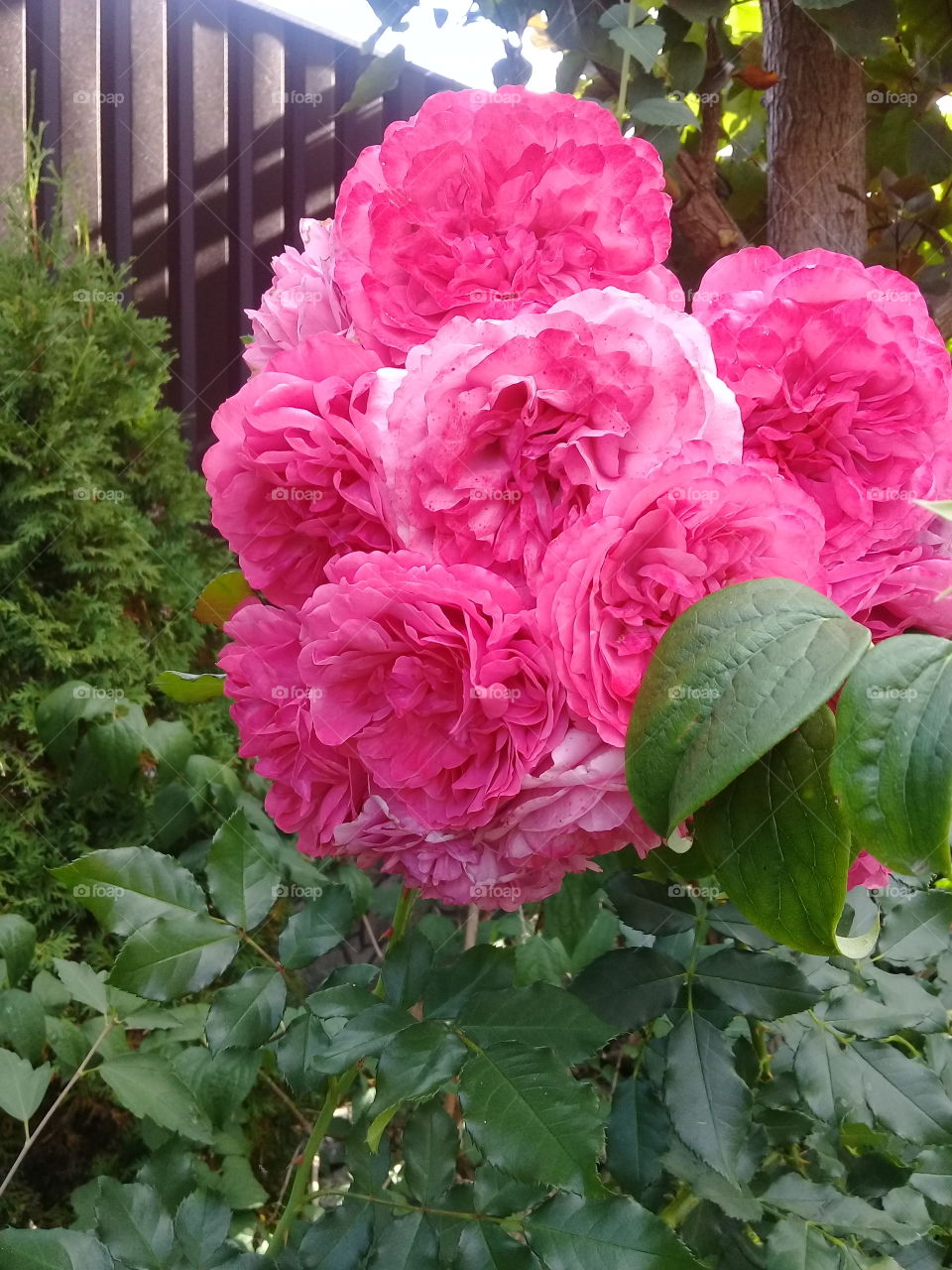 My roses in autumn