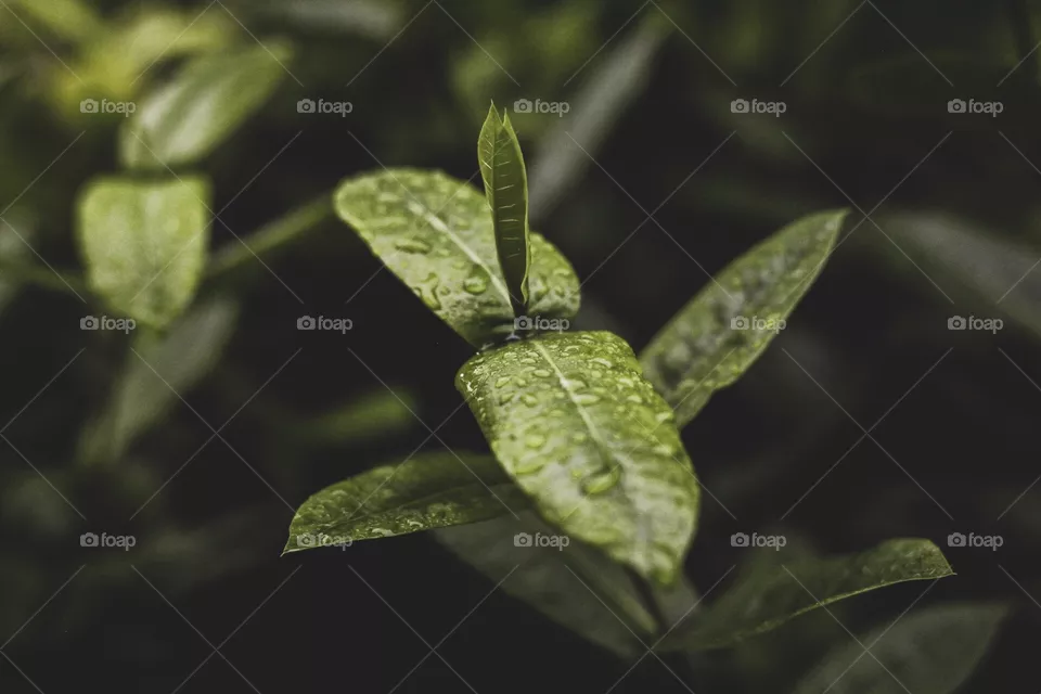Green leaf 