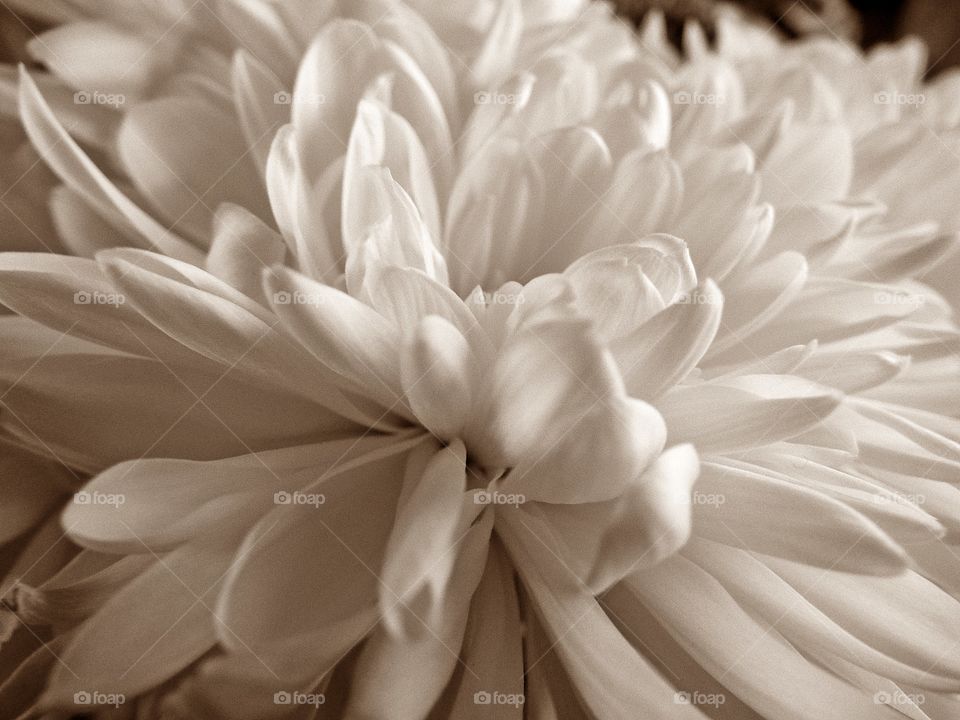 Chrysanthemum Closeup