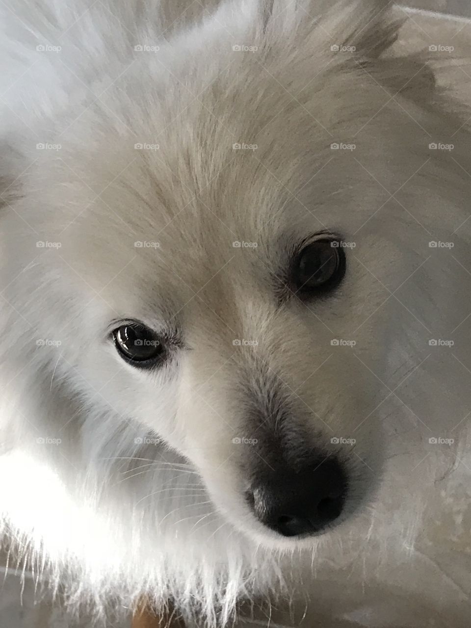 Face of white miniature American Eskimo Dog