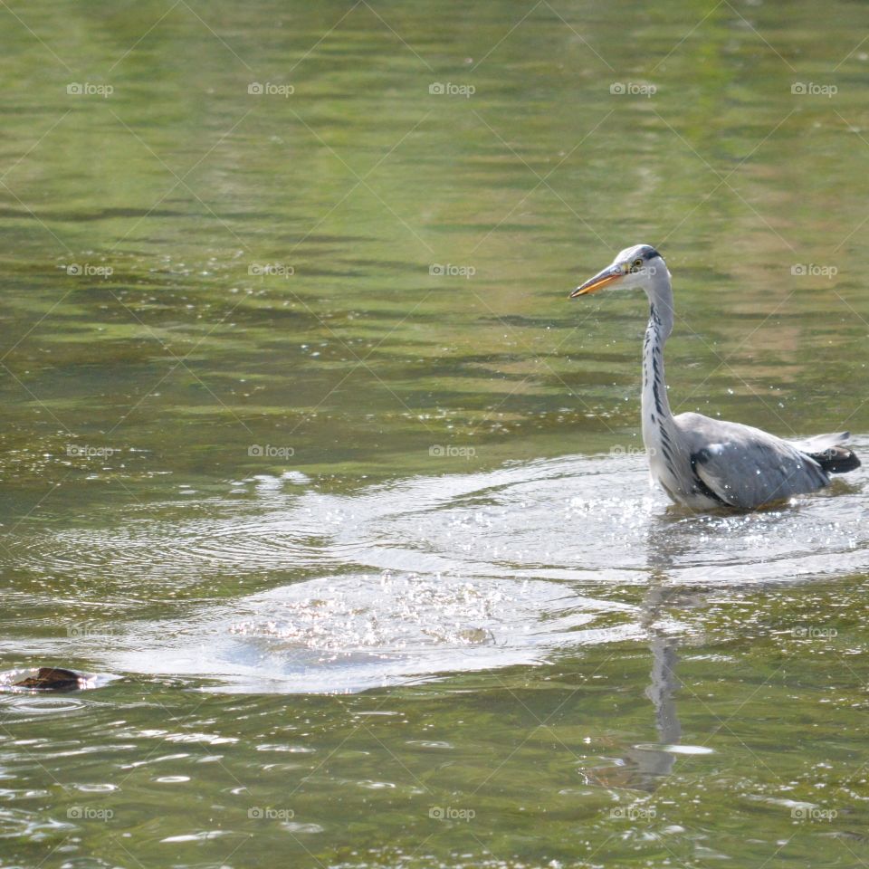 Heron . Heron on lake with carp in forground 