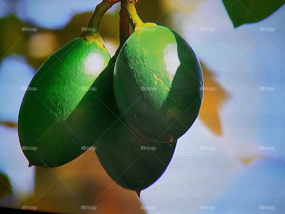 Fruto