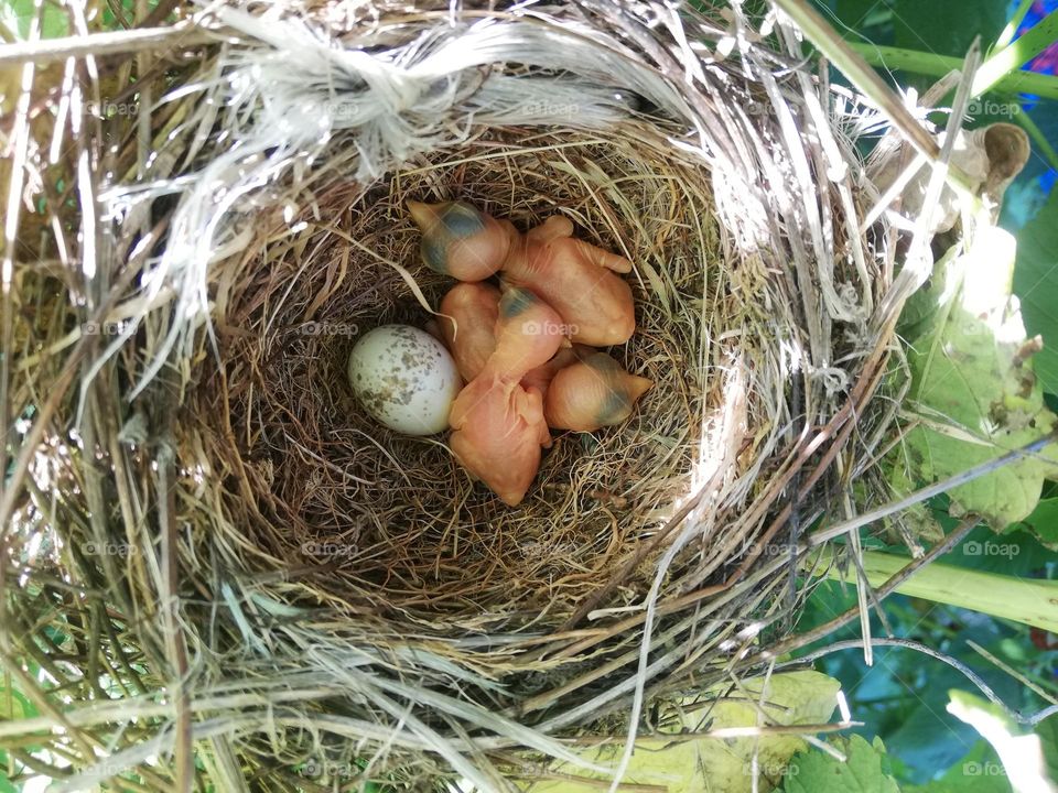 Nest