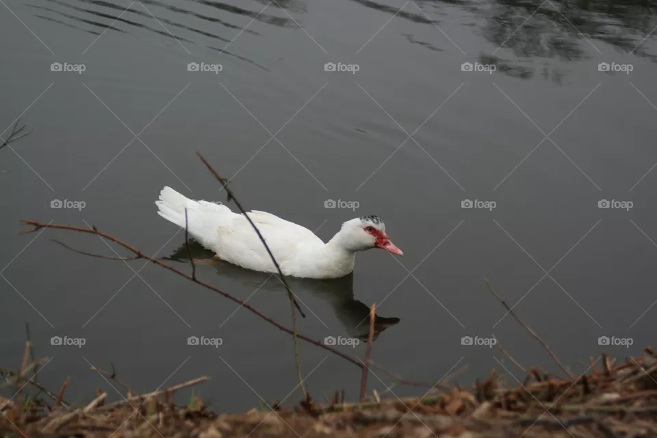 White duck on the Lake
