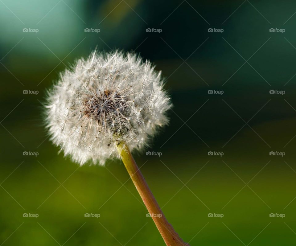 dandelion 