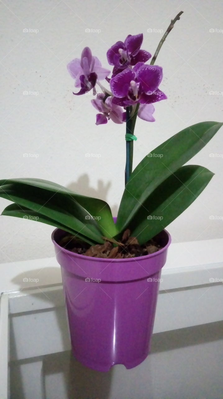Orquídea