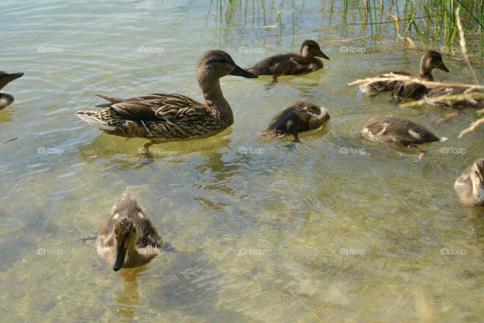birds ducks family spring and summer time