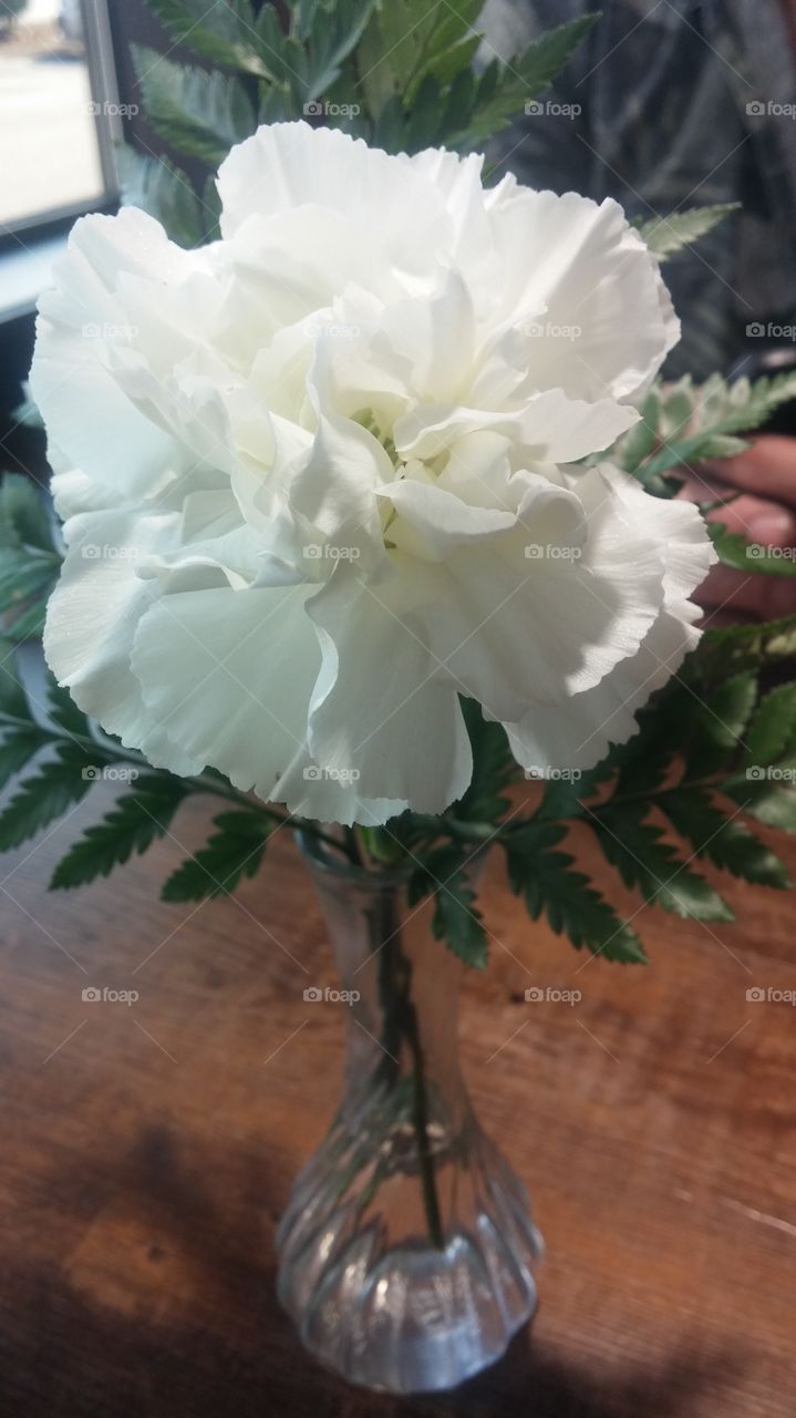 carnations. carnations