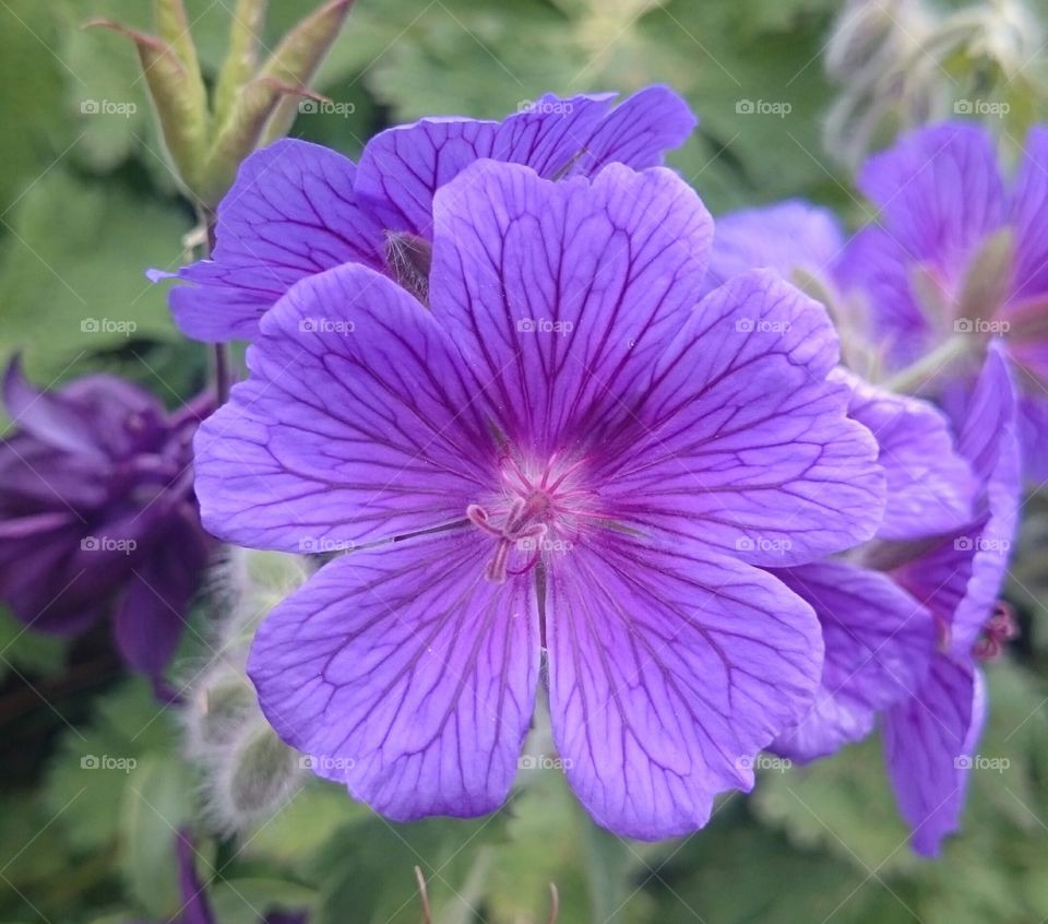 Close-up of flower