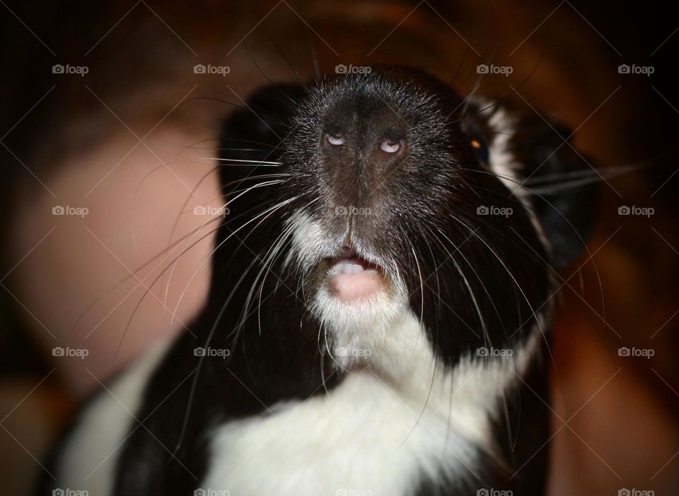 emotions surprise guinea pig beautiful portrait