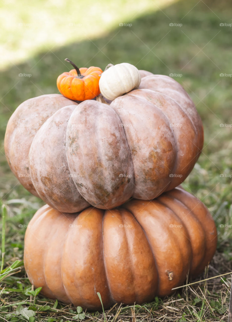 Heirloom pumpkins