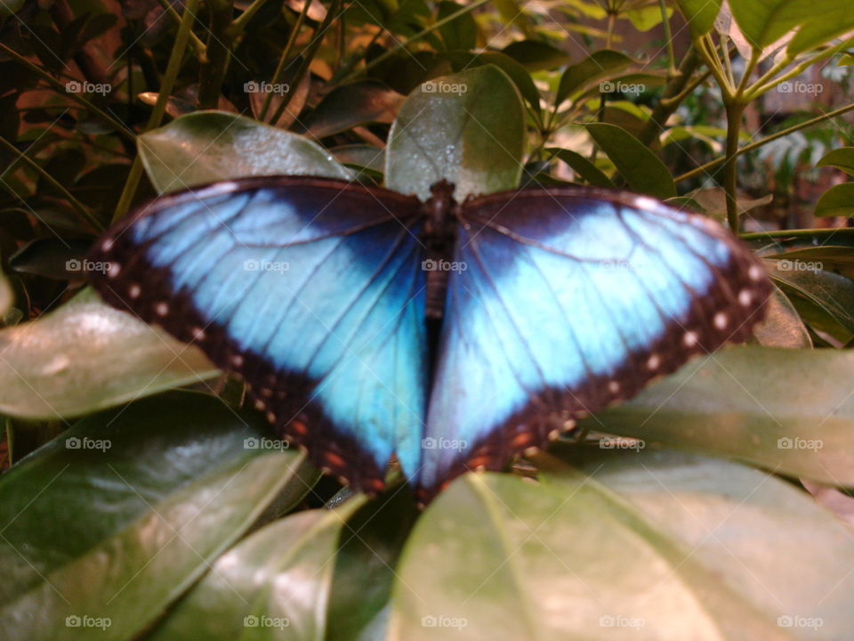 Blue Butterfly