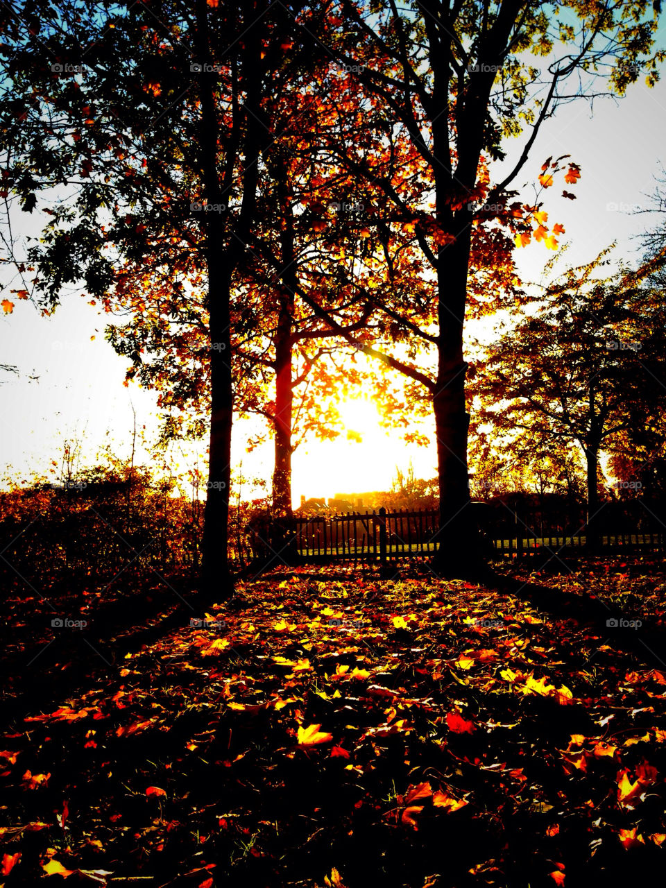 autumn golden holland park west london by kikicheeky