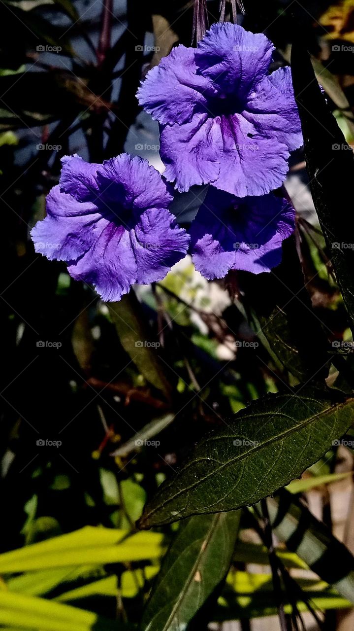 purple flower