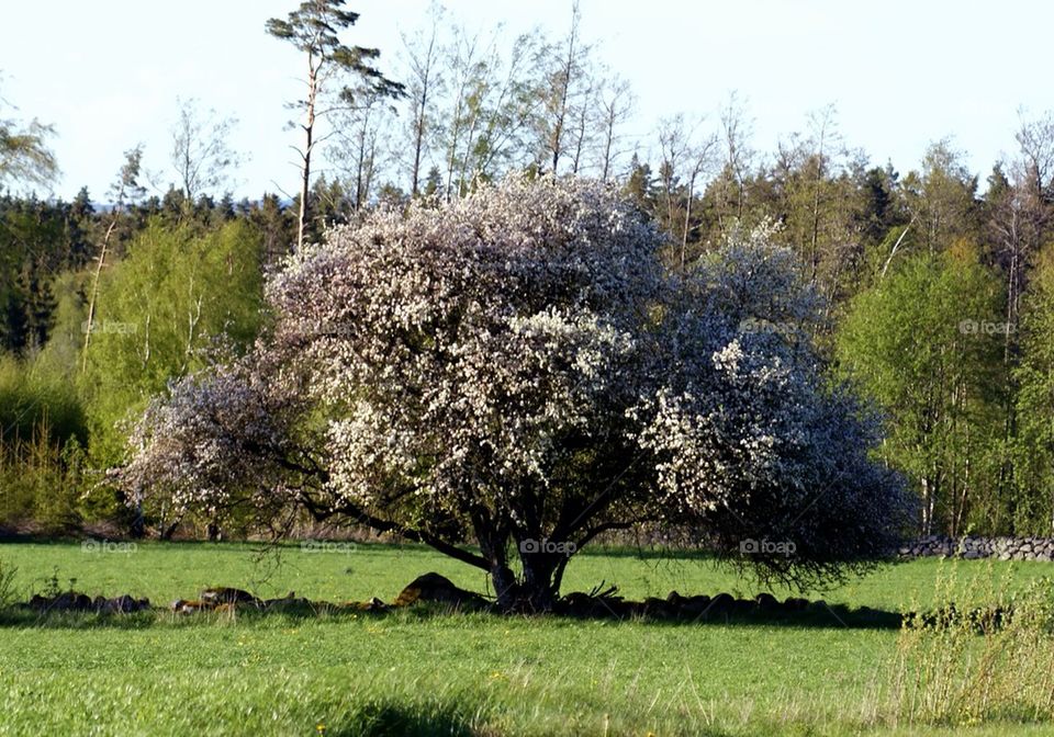 spring flower tree by superthor